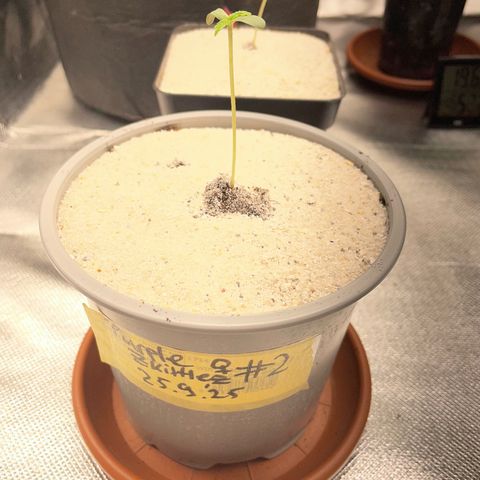 Purple Zkittlez #2 by KilliczGe growlog timeline photo