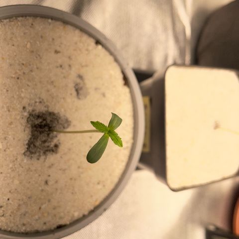 Purple Zkittlez #2 by KilliczGe growlog timeline photo