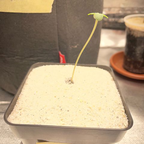 Purple Zkittlez #1 by KilliczGe growlog timeline photo