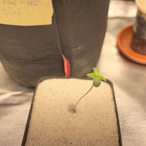 Purple Zkittlez #1 by KilliczGe growlog timeline photo