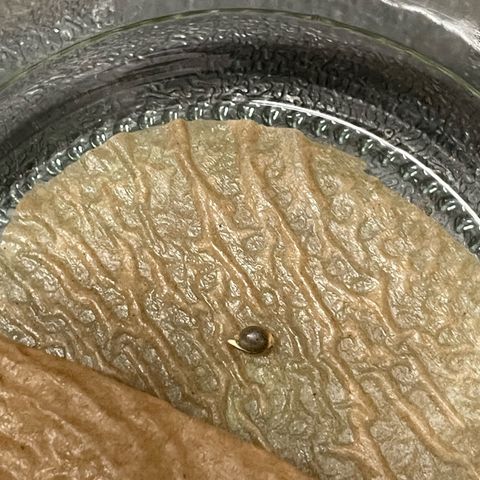 Cereal Milk #3 by KilliczGe growlog photo