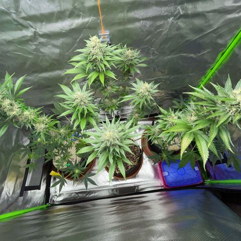 Tangerine Dream Fem by KilliczGe growlog timeline photo