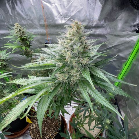 Tangerine Dream Fem by KilliczGe growlog timeline photo