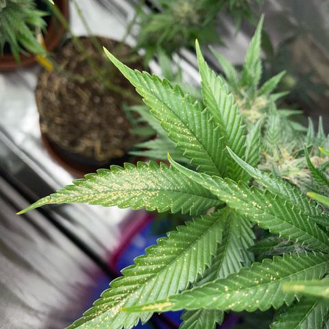 Tangerine Dream Fem by KilliczGe growlog timeline photo