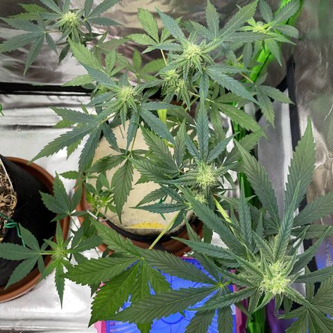 Late Outdoor season 25 - turned inside :D 1 AK48#2 auto  growlog timeline photo