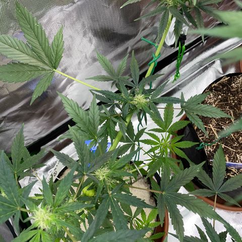 Late Outdoor season 25 - turned inside :D 1 AK48#2 auto  growlog timeline photo