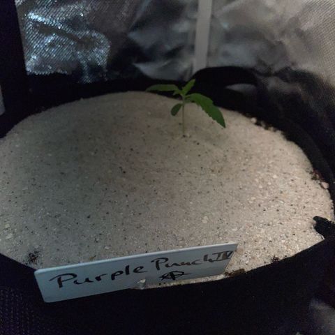 Purple Punch Automatic by KilliczGe growlog timeline photo