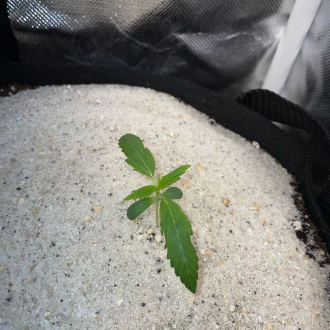 Purple Punch Automatic by KilliczGe growlog timeline photo