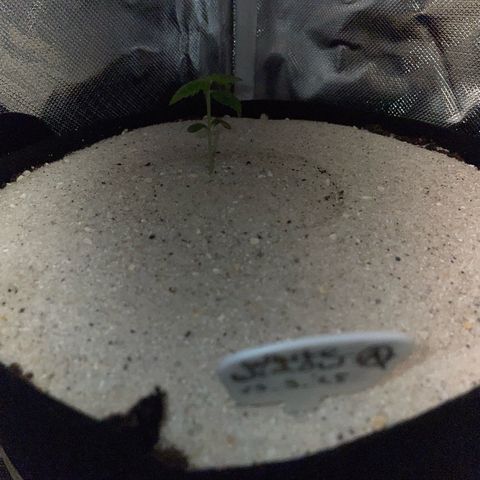 White Widow Automatic by KilliczGe growlog timeline photo