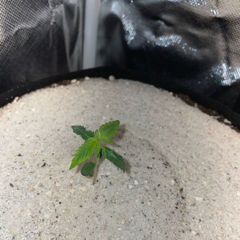 White Widow Automatic by KilliczGe growlog timeline photo