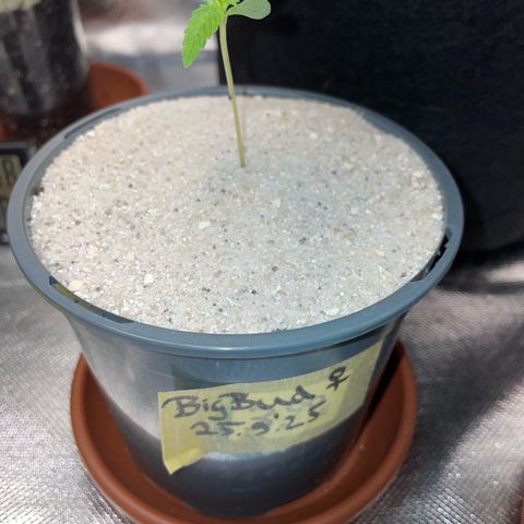 Big Bud by KilliczGe growlog timeline photo