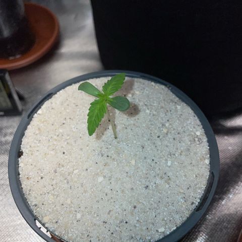 Big Bud by KilliczGe growlog timeline photo