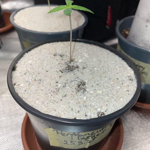 Permanent Marker by KilliczGe growlog timeline photo