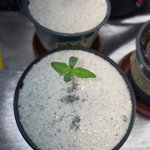 Permanent Marker by KilliczGe growlog timeline photo