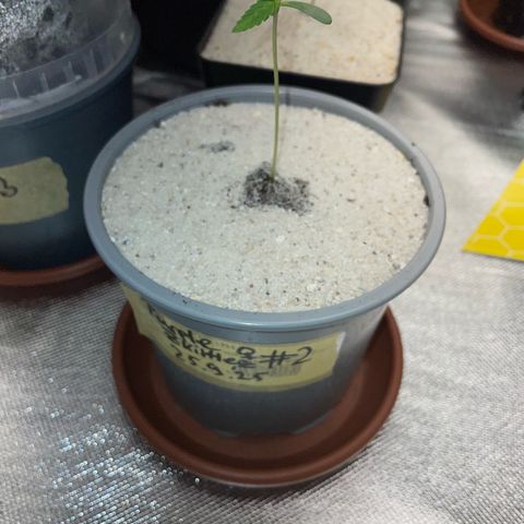 Purple Zkittlez #2 by KilliczGe growlog timeline photo