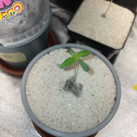 Purple Zkittlez #2 by KilliczGe growlog timeline photo