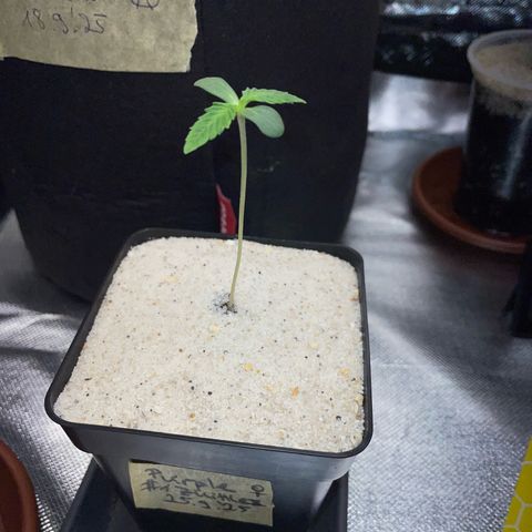 Purple Zkittlez #1 by KilliczGe growlog timeline photo