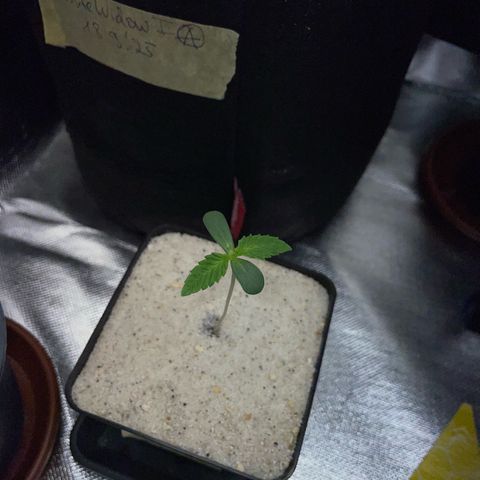 Purple Zkittlez #1 by KilliczGe growlog timeline photo