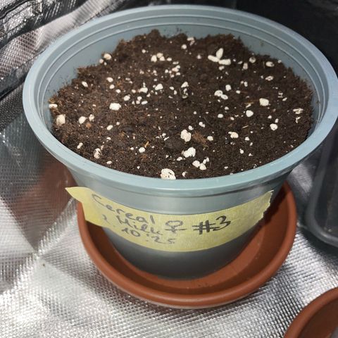 Cereal Milk #3 by KilliczGe growlog photo