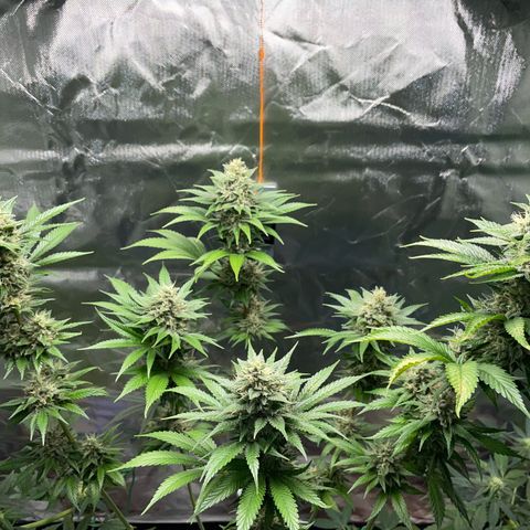 Tangerine Dream Fem by KilliczGe growlog timeline photo