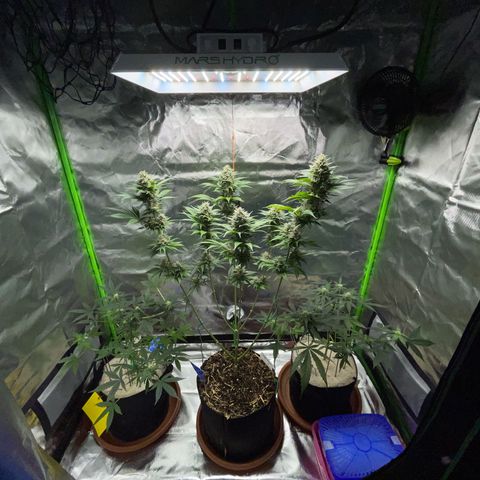 Tangerine Dream Fem by KilliczGe growlog timeline photo