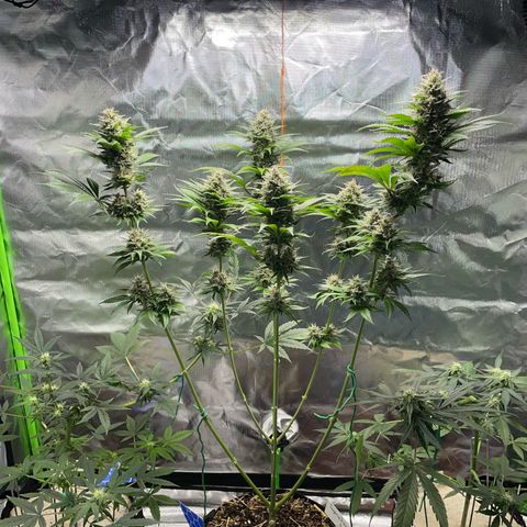 Tangerine Dream Fem by KilliczGe growlog timeline photo