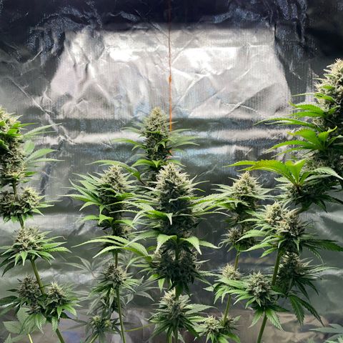Tangerine Dream Fem by KilliczGe growlog timeline photo