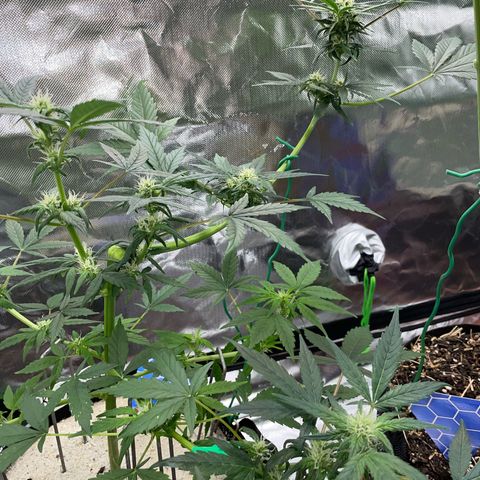 Late Outdoor season 25 - turned inside :D 1 AK48#2 auto  growlog timeline photo