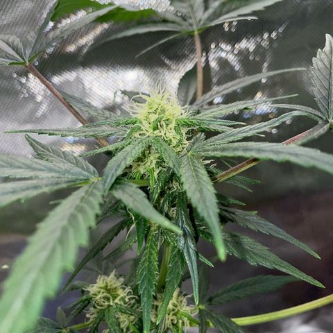 Late Outdoor season 25 - turned inside :D 1 AK48#2 auto  growlog timeline photo