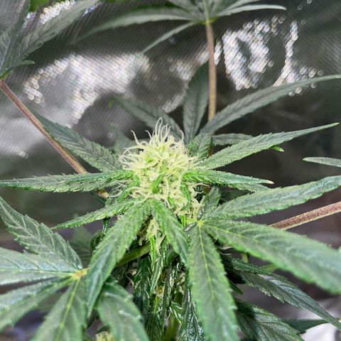 Late Outdoor season 25 - turned inside :D 1 AK48#2 auto  growlog timeline photo