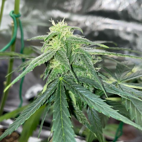 Late Outdoor season 25 - turned inside :D 1 AK48#2 auto  growlog timeline photo