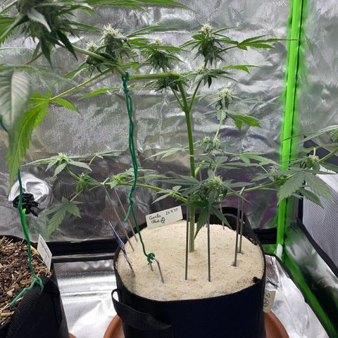 Late Outdoor season 25 - turned inside :D 1 AK48#2 auto  growlog timeline photo