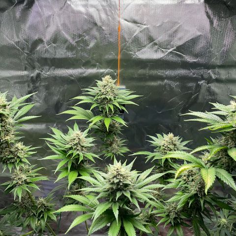 Tangerine Dream Fem by KilliczGe growlog timeline photo