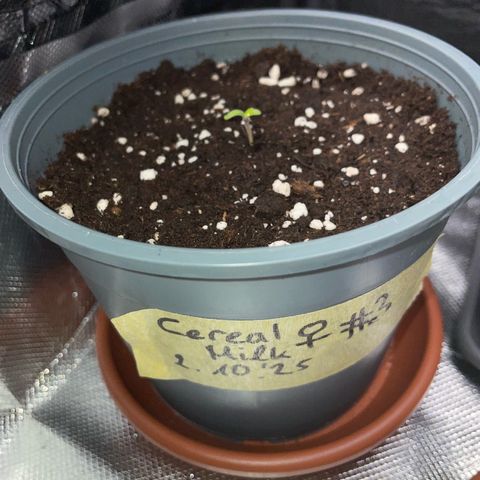 Cereal Milk #3 by KilliczGe growlog photo