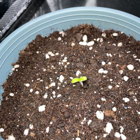 Cereal Milk #3 by KilliczGe growlog photo