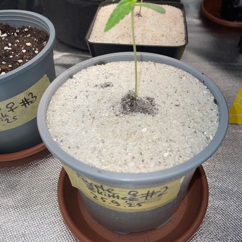 Purple Zkittlez #2 by KilliczGe growlog timeline photo