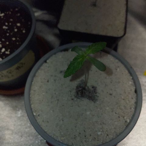 Purple Zkittlez #2 by KilliczGe growlog timeline photo