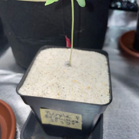 Purple Zkittlez #1 by KilliczGe growlog timeline photo