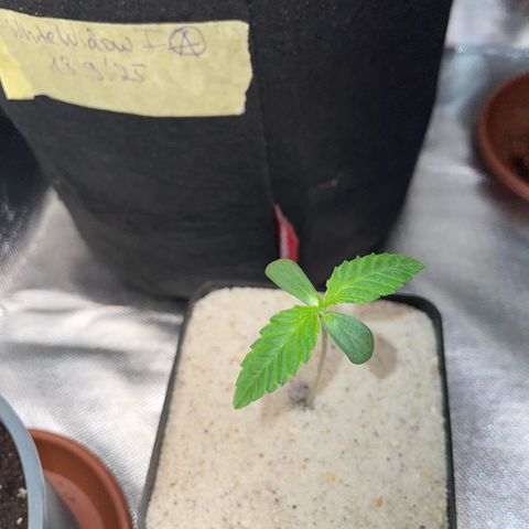 Purple Zkittlez #1 by KilliczGe growlog timeline photo