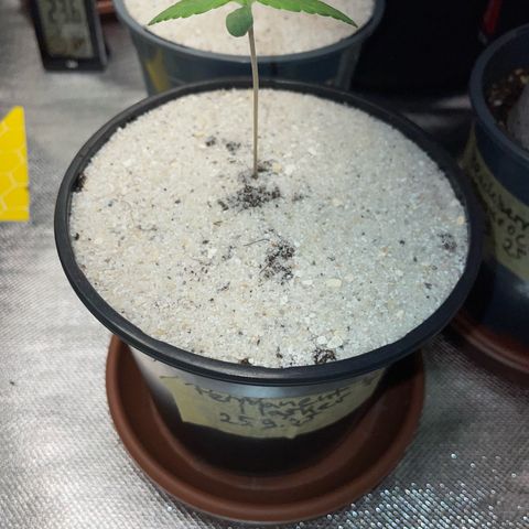 Permanent Marker by KilliczGe growlog timeline photo