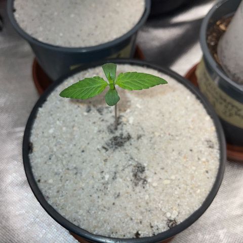 Permanent Marker by KilliczGe growlog timeline photo