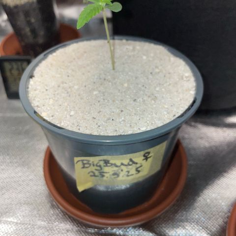 Big Bud by KilliczGe growlog timeline photo