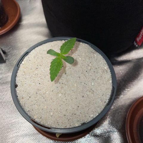 Big Bud by KilliczGe growlog timeline photo