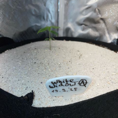 White Widow Automatic by KilliczGe growlog timeline photo