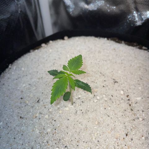 White Widow Automatic by KilliczGe growlog timeline photo