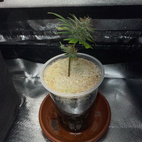 Tangerine Dream Clon #1 by KilliczGe growlog timeline photo