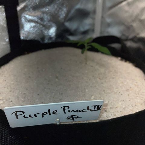 Purple Punch Automatic by KilliczGe growlog timeline photo