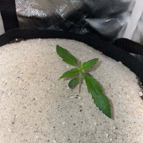 Purple Punch Automatic by KilliczGe growlog timeline photo