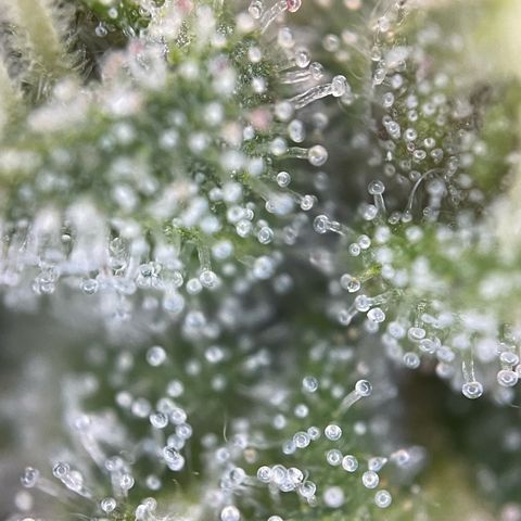 Tangerine Dream Fem by KilliczGe growlog timeline photo