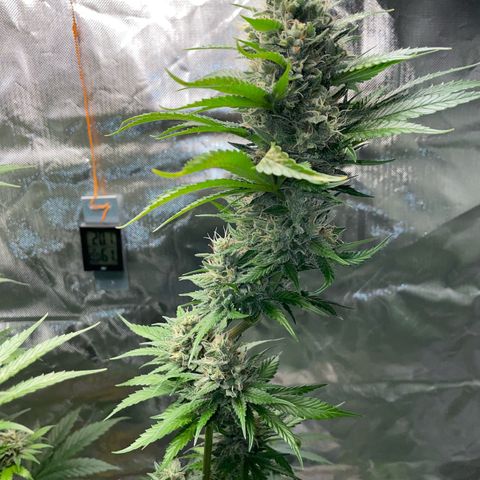 Tangerine Dream Fem by KilliczGe growlog timeline photo